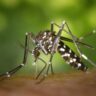 Dengue Disease Outbreak in Peru