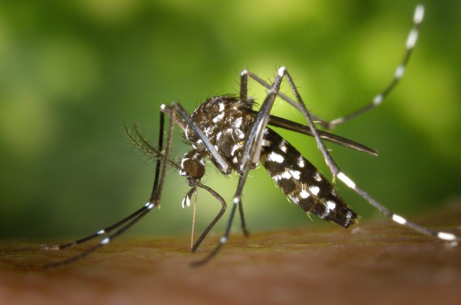 Dengue Disease Outbreak in Peru